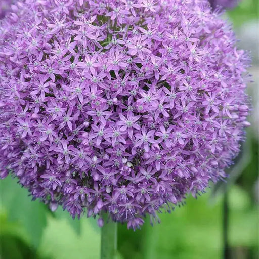Giant Allium - Globemaster,  BULBS - Caribbean garden seed