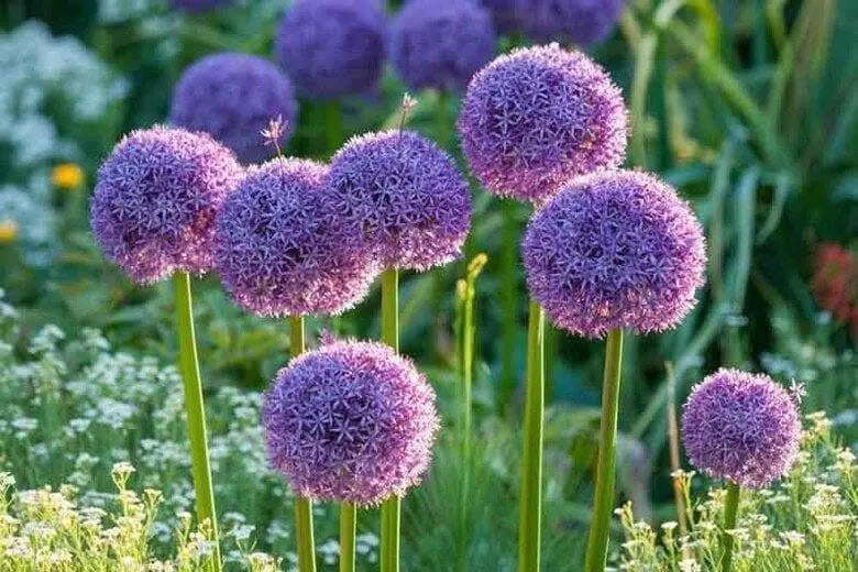 Giant Allium - Globemaster,  BULBS - Caribbean garden seed