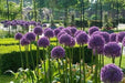 Giant Allium - Globemaster,  BULBS - Caribbean garden seed