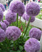 Giant Allium - Globemaster,  BULBS - Caribbean garden seed