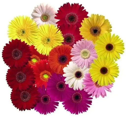 Gerbera Daisy (Gerbera Jamesonii Mix) all colors of the rainbow - Caribbean garden seed
