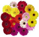 Gerbera Daisy (Gerbera Jamesonii Mix) all colors of the rainbow - Caribbean garden seed