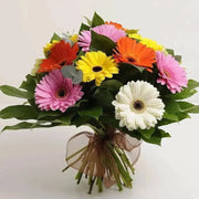 Gerbera Daisy (Gerbera Jamesonii Mix) all colors of the rainbow - Caribbean garden seed