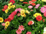 Gerbera Daisy (Gerbera Jamesonii Mix) all colors of the rainbow - Caribbean garden seed
