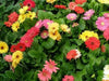 Gerbera Daisy (Gerbera Jamesonii Mix) all colors of the rainbow - Caribbean garden seed