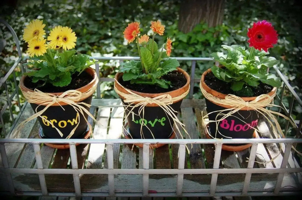 Gerbera Daisy (Gerbera Jamesonii Mix) all colors of the rainbow - Caribbean garden seed
