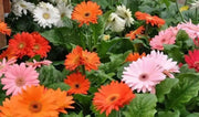 Gerbera Daisy (Gerbera Jamesonii Mix) all colors of the rainbow - Caribbean garden seed