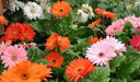 Gerbera Daisy (Gerbera Jamesonii Mix) all colors of the rainbow - Caribbean garden seed