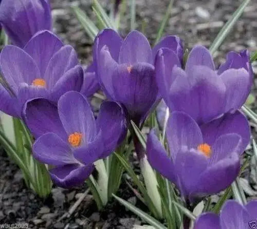 Giant CROCUS Record - FALL BULBS - Caribbean garden seed
