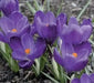 Giant CROCUS Record - FALL BULBS - Caribbean garden seed