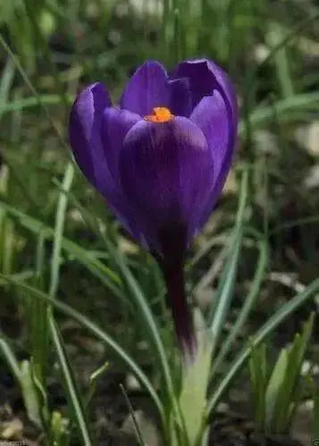 Giant CROCUS Record - FALL BULBS - Caribbean garden seed