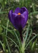 Giant CROCUS Record - FALL BULBS - Caribbean garden seed