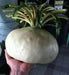 GIANT Radish SEEDS –, Asian Vegetable ! SAKURAJIMA - Caribbean garden seed