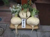 GIANT Radish SEEDS –, Asian Vegetable ! SAKURAJIMA - Caribbean garden seed