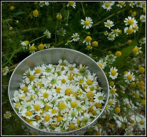 German Chamomile Herb Seeds - Caribbean garden seed