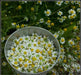 German Chamomile Herb Seeds - Caribbean garden seed