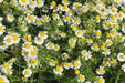 German Chamomile Herb Seeds - Caribbean garden seed