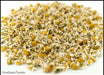 German Chamomile Herb Seeds - Caribbean garden seed