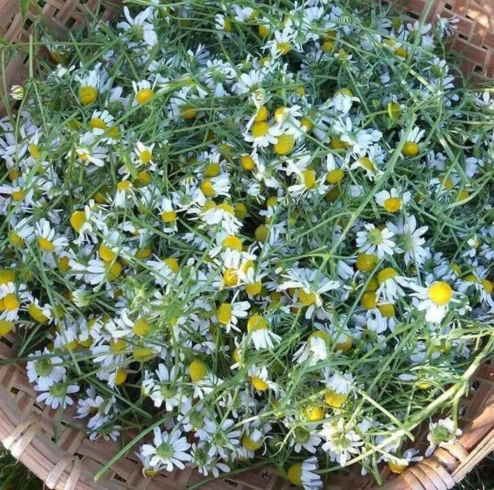 German Chamomile Herb Seeds - Caribbean garden seed