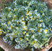 German Chamomile Herb Seeds - Caribbean garden seed