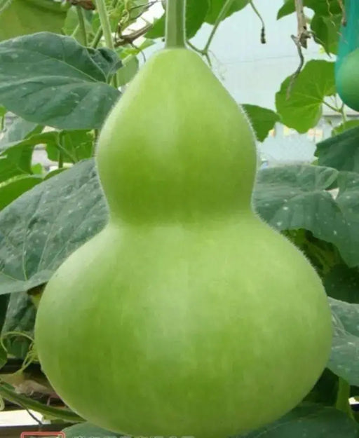 Giant Bottle Gourd, Lagenaria leucantha var gourda, For ornamental use only. - Caribbean garden seed
