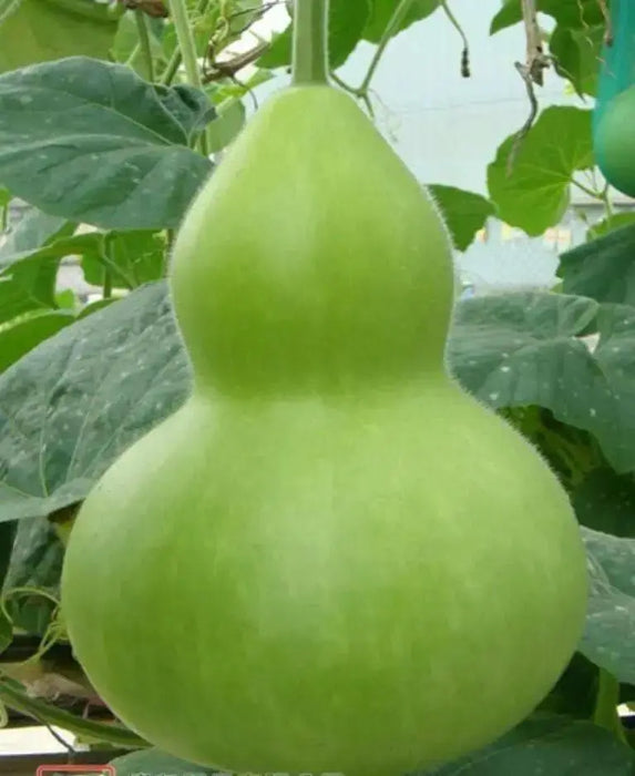 Giant Bottle Gourd, Lagenaria leucantha var gourda, For ornamental use only. - Caribbean garden seed
