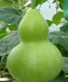 Giant Bottle Gourd, Lagenaria leucantha var gourda, For ornamental use only. - Caribbean garden seed