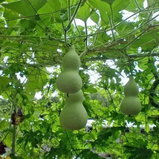 Giant Bottle Gourd, Lagenaria leucantha var gourda, For ornamental use only. - Caribbean garden seed
