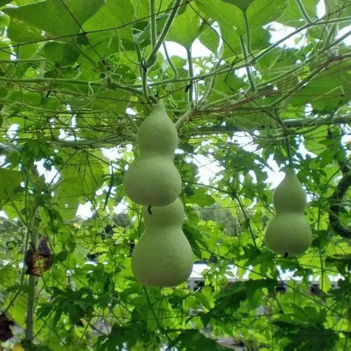 Giant Bottle Gourd, Lagenaria leucantha var gourda, For ornamental use only. - Caribbean garden seed