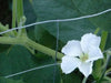 Giant Bottle Gourd, Lagenaria leucantha var gourda, For ornamental use only. - Caribbean garden seed