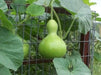 Giant Bottle Gourd, Lagenaria leucantha var gourda, For ornamental use only. - Caribbean garden seed