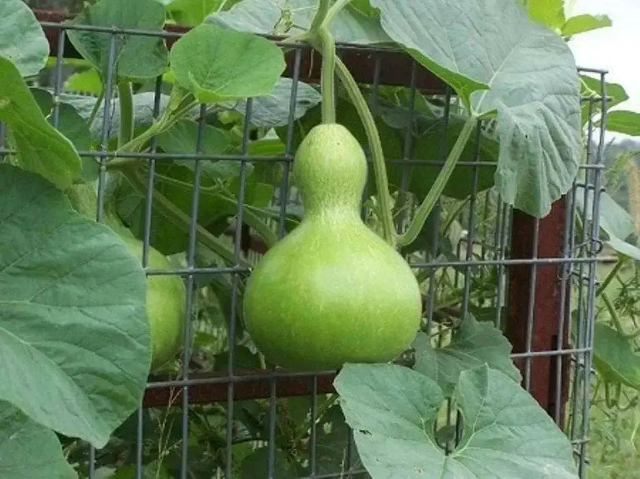 Giant Bottle Gourd, Lagenaria leucantha var gourda, For ornamental use only. - Caribbean garden seed