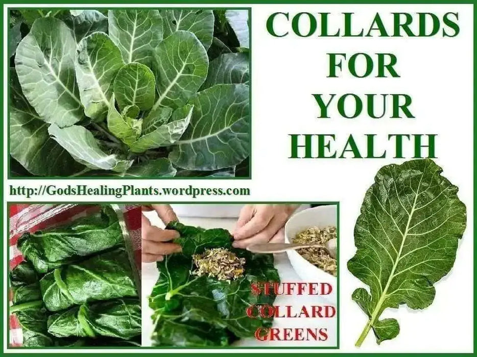 Giant champion collard greens, Vegetable  Seeds - Caribbean garden seed
