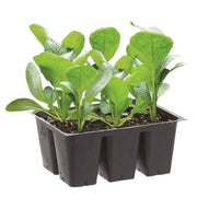 Giant champion collard greens, Vegetable  Seeds - Caribbean garden seed