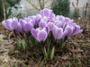 GIANT CROCUS Bulbs, PICKWICK, Dutch Crocus Bulbs - Caribbean garden seed