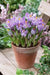 GIANT CROCUS Bulbs, PICKWICK, Dutch Crocus Bulbs - Caribbean garden seed