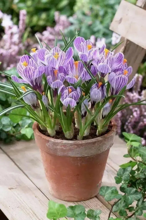 GIANT CROCUS Bulbs, PICKWICK, Dutch Crocus Bulbs - Caribbean garden seed