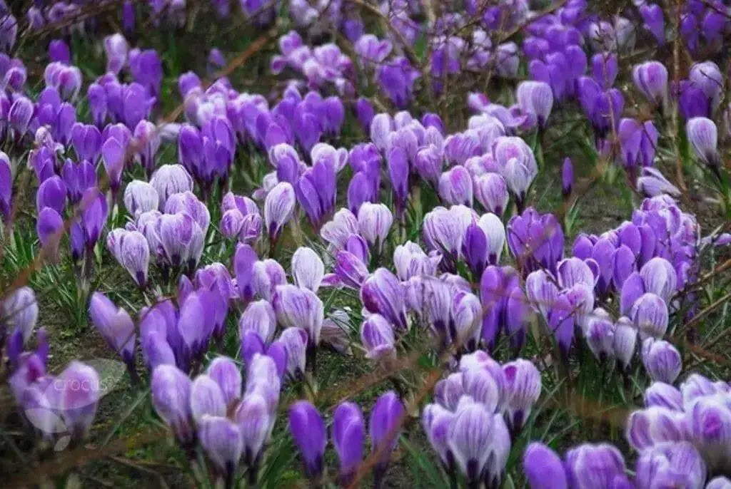 GIANT CROCUS Bulbs, PICKWICK, Dutch Crocus Bulbs - Caribbean garden seed