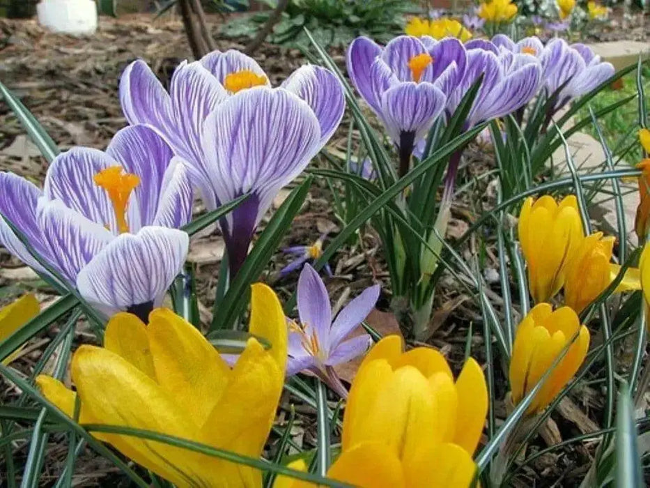 GIANT CROCUS Bulbs, PICKWICK, Dutch Crocus Bulbs - Caribbean garden seed
