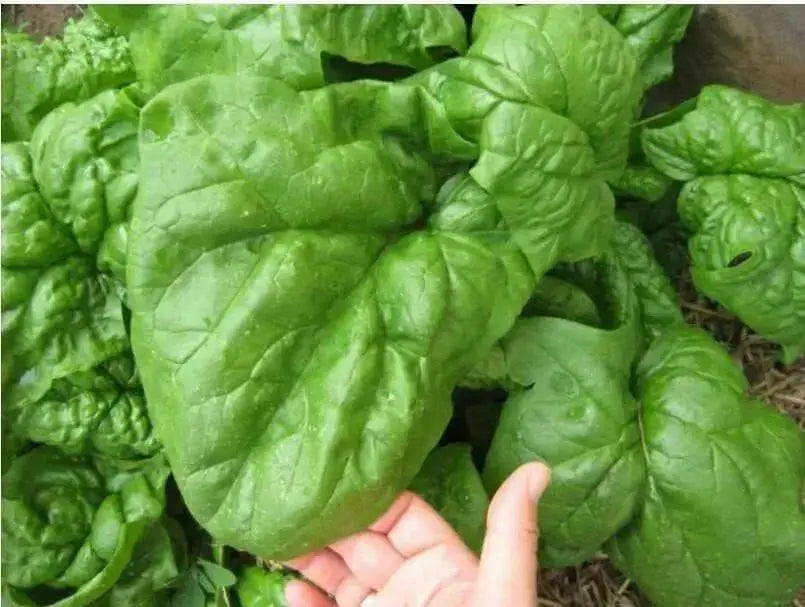 Giant Noble' Spinach Seeds ~ Organic VEGETABLES, ANNUAL - Caribbean garden seed