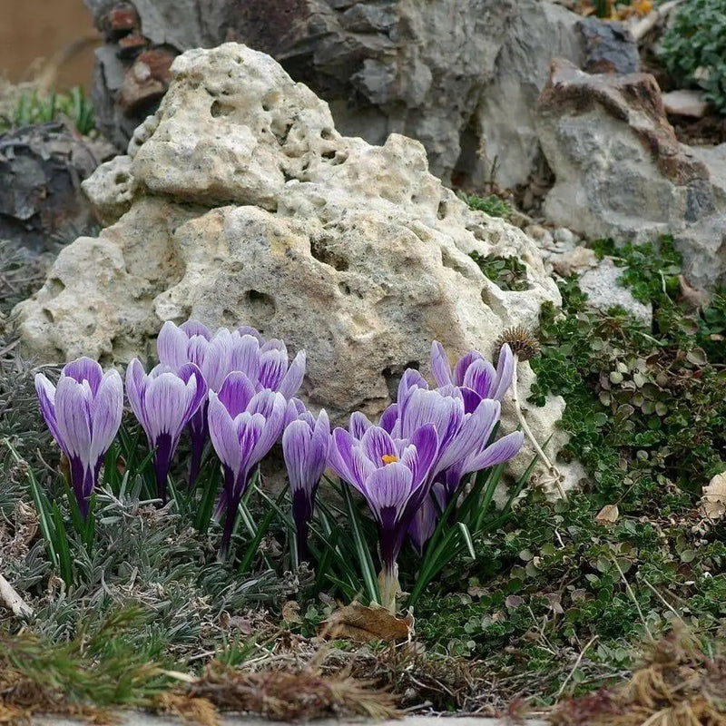 Giant Crocus BULBS, Striped Beauty, BLOOM early spring - Caribbean garden seed