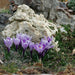 Giant Crocus BULBS, Striped Beauty, BLOOM early spring - Caribbean garden seed