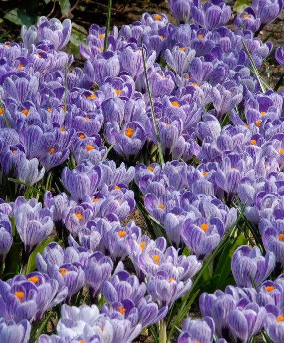 Giant Crocus BULBS, Striped Beauty, BLOOM early spring - Caribbean garden seed
