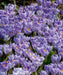 Giant Crocus BULBS, Striped Beauty, BLOOM early spring - Caribbean garden seed