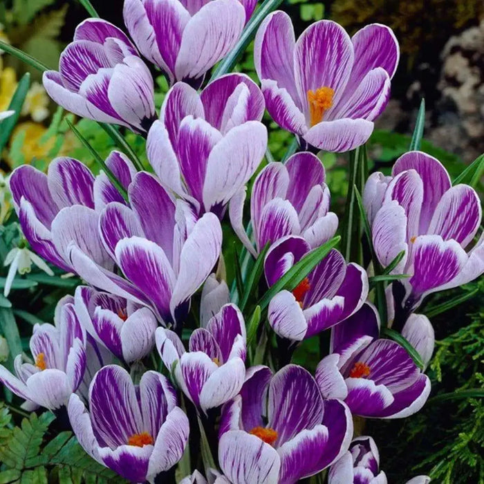 Giant Crocus BULBS, Striped Beauty, BLOOM early spring - Caribbean garden seed