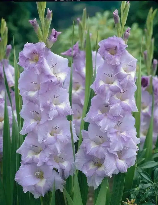 Gladiolus  bulbs (corms)- Her Majesty,,Summer flowering, Perennial - Caribbean garden seed