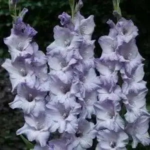 Gladiolus  bulbs (corms)- Her Majesty,,Summer flowering, Perennial - Caribbean garden seed