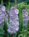 Gladiolus  bulbs (corms)- Her Majesty,,Summer flowering, Perennial - Caribbean garden seed