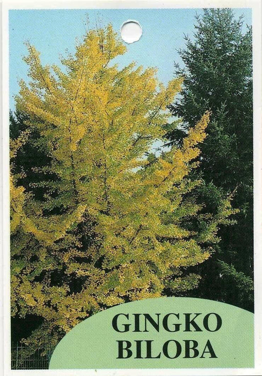 GINKGO biloba Seeds, FRUIT TREE - Caribbean garden seed