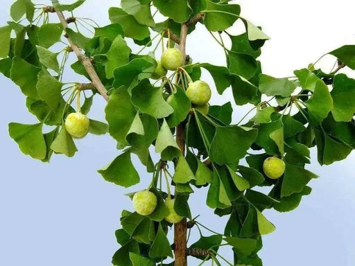 GINKGO biloba Seeds, FRUIT TREE - Caribbean garden seed